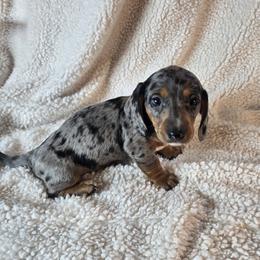 Boy 4 - Dapple male Dachshund puppy in Burnet, Texas from Reyes Homestead Mini Dachsunds