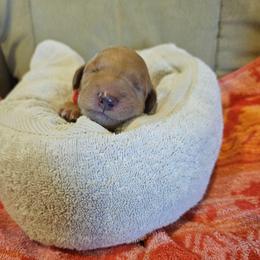 Red Girl - Apricot female Goldendoodle puppy in Lumberton, Texas from SETX Doodle Den LLC