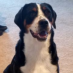 Greater Swiss Mountain Dogs from Moondog Swissies