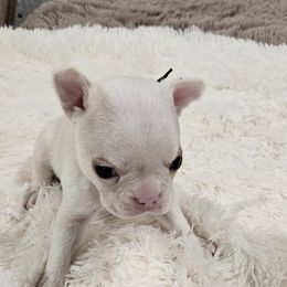 Black Collar Boy - Seal and white male Boston Terrier puppy in Long Lane, Missouri from Tellier's AKC Boston Terriers Missouri