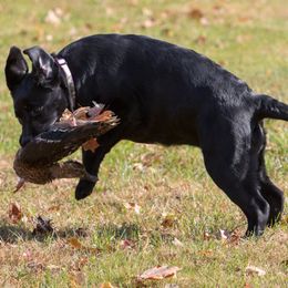 Labrador Retriever Puppies from Lorlyn Labradors