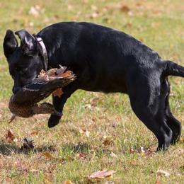 Labrador Retriever Puppies from Lorlyn Labradors