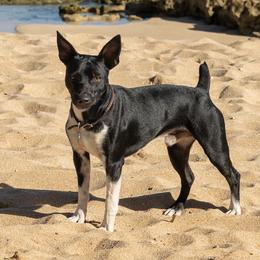 Beau - Rat Terrier