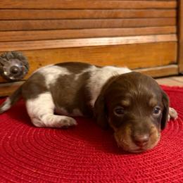 Alvin - Piebald male Dachshund puppy in Olathe, Colorado from Rocking LJ Breeding