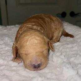 Benjamin - Red  male Goldendoodle puppy in Pasadena, Texas from Toledo Creek Doodles