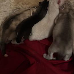 Male - White male Siberian Husky puppy in Doswell, Virginia from Shinko Siberians