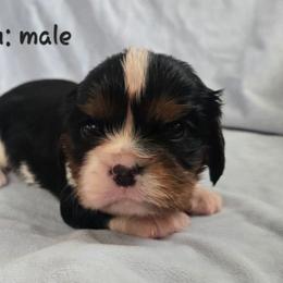 Dooku - Tri-color male Cavalier King Charles Spaniel puppy in Wardville, Oklahoma from Lily of the Valley Cavaliers
