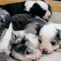 Australian Mountain Doodles, Bernedoodles, Companion Crosses, and Shihpoos from Perfect Companion Puppies