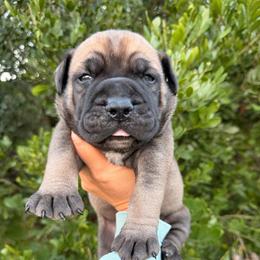 Evie - Fawn female Bullmastiff puppy in San Antonio, Texas from Blushing Dawn Bullmastiffs