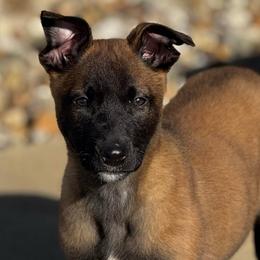 Comet - Tan female Working Dog Cross puppy in Clarksville, Tennessee from Vuurhart Herders