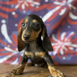 Nixie - Black and tan female Dachshund puppy in Pflugerville, Texas from Dream A Dream Dachshunds