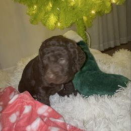 Sweet Caroline - Chocolate female Labradoodle puppy in Spur, Indiana from Purple Heart Canines