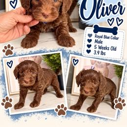 Oliver - Royal Blue - Brown male Bernedoodle puppy in Winfield, Alabama from Rose Lane Doodles