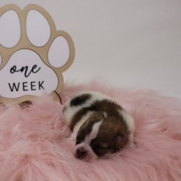 Poppy - Cream sable parti female Pomeranian puppy in Concord, California from Eelan’s Poms