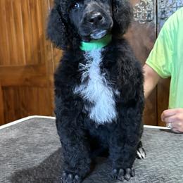 Nemo - Black male Poodle puppy in Huntsville, Texas from Antigua Standard Poodles