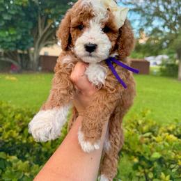 Mozzarella - Red  female Goldendoodle puppy in Miami, Florida from Jade’s Paws & Co. Of Miami LLC