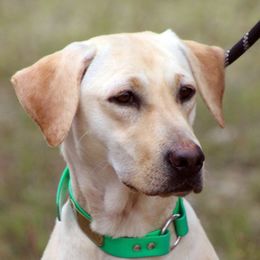 Ivory - Labrador Retriever