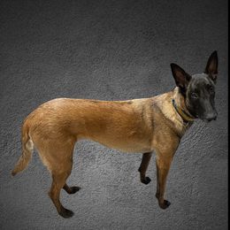 Zia - Belgian Malinois