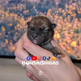 SUMI - Sesame female Shiba Inu puppy in Minnesota from BonsaiShibas