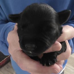 Girl 2 - Black female Miniature Schnauzer puppy in Fresno, California from Findell Kennel, LLC