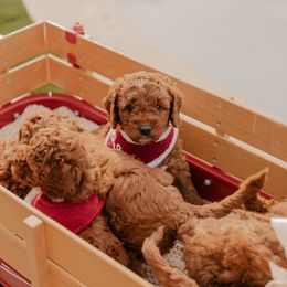 Goldendoodle and Sheepadoodle Puppies from Dooling Doodles