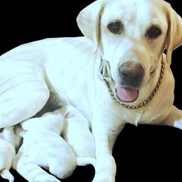 Layla - Labrador Retriever