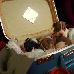 Teddy Roosevelt Terrier Puppies from Wabbitfire Teddy Roosevelt Terriers
