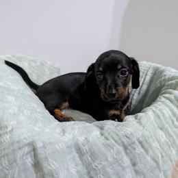Bean - Black and tan male Dachshund puppy in Lyles, Tennessee from Knox Ridge Dachshunds