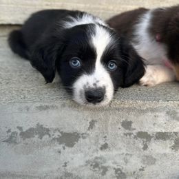 Toy Australian Shepherd Puppies from West View Toy Aussies