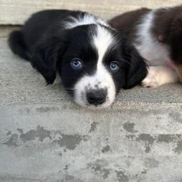 Toy Australian Shepherd Puppies from West View Toy Aussies