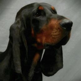 Black and Tan Coonhounds from Carlin Kennels