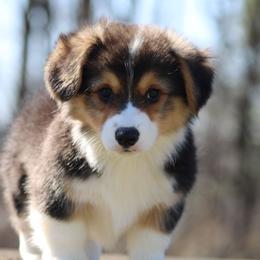 Luke - Black and tan male Pembroke Welsh Corgi puppy in South Otselic, New York from Ridge Top Corgis