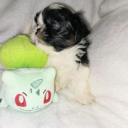Cosmo - Black and tan male Shih Tzu puppy in Arcadia, Florida from Kitsune Cuddles and kisses