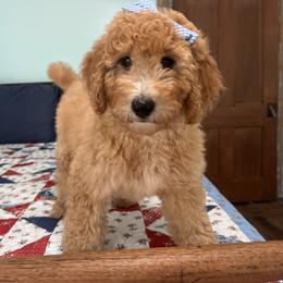 Courage - Apricot female Poodle puppy in Fairfield, North Carolina from Leaning T Ranch