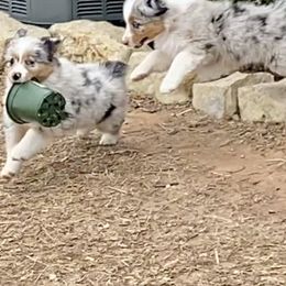 Australian Shepherd, Miniature Australian Shepherd, and Toy Australian Shepherd Puppies from Hunt Farms Mini Aussies