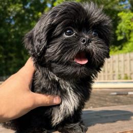Peaches ( Birmingham Alabama) - Black and white female Shih Tzu puppy in Alvord, Alabama from Gift of Gods Favor