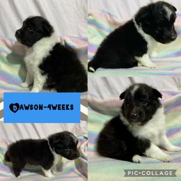 Shetland Sheepdog Puppies from Milady’s Shelties East Texas