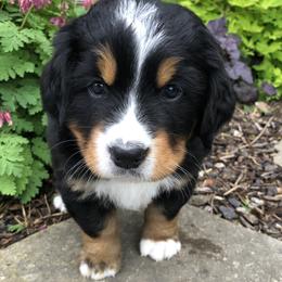 Edith - Black rust and white female Bernese Mountain Dog puppy in Pekin, Illinois from Knight Bernese