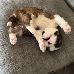 Shih Tzu Puppies from Niepoetter Shih Tzus