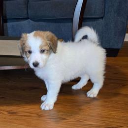 Boy 3 - Saddleback sable male Border Collie puppy in Piedmont, South Carolina from Soaring Borders Border Collies