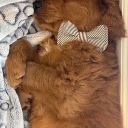 Goldendoodle Puppies from Rustic Road Doodles