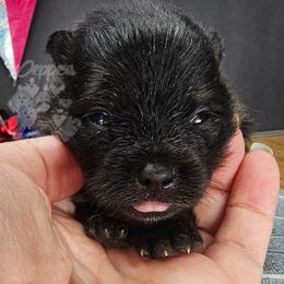 Pepper's Hairspray Queen - Black and tan female Pomeranian puppy in Plant City, Florida from Pepper's Pomeranians