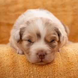 Ian - Red merle male Australian Shepherd puppy in Weatherford, Texas from Ridgestar Aussies