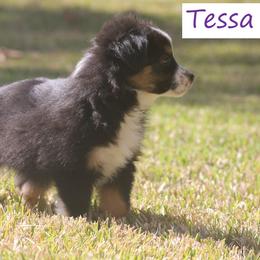 Miniature Australian Shepherd and Toy Australian Shepherd Puppies from TK Mini Aussies