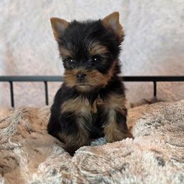 Sasha - Black and gold female Yorkshire Terrier puppy in Luray, Tennessee from Little Angel Yorkies
