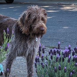 Wirehaired Pointing Griffons from American River Wirehaired Pointing Griffons