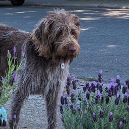 Wirehaired Pointing Griffons from American River Wirehaired Pointing Griffons