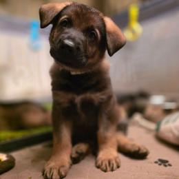 Green collar (Muffin) - Sable male German Shepherd puppy in Hermitage, Pennsylvania from Shepherds of the Hundred Acres