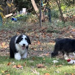 Bearded Collie and Border Collie Puppies from Beloved Bearded & Border Collies