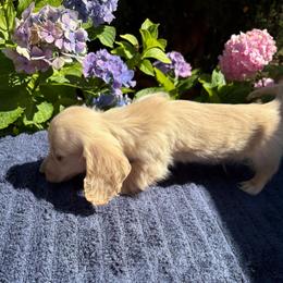 Main Street Man - Cream male Dachshund puppy in Visalia, California from DachGraston Dachshunds